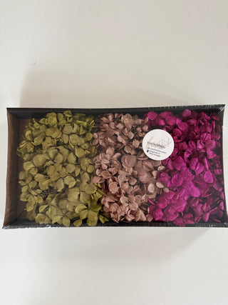 Hortensie konserviert Merlot, Erika und Basilikum Mix Packung