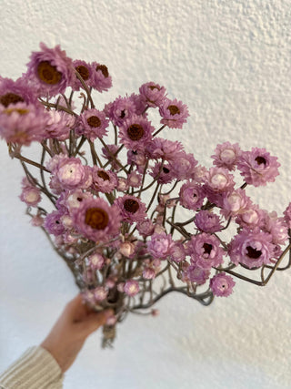 Kleinblütige Trockenblumen