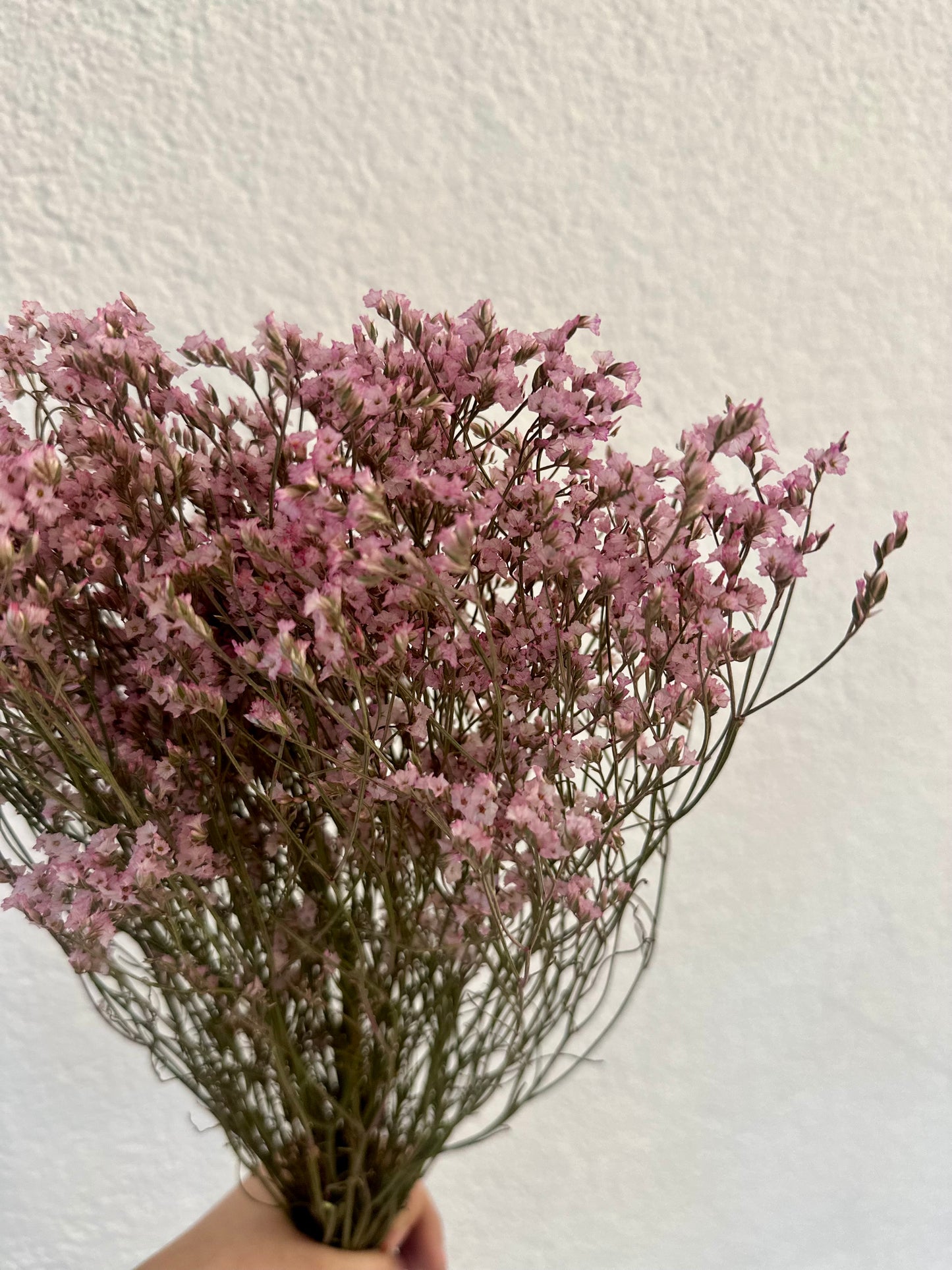 Trockenblumen Limonium violett