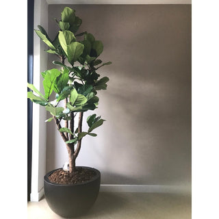 Louisiana Pflanzentopf Schwarz – moderne große Vase für Pflanzen & stilvolle Wohnaccessoires