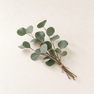 Eukalyptus Popolus konserviert – für DIY & Dekoration