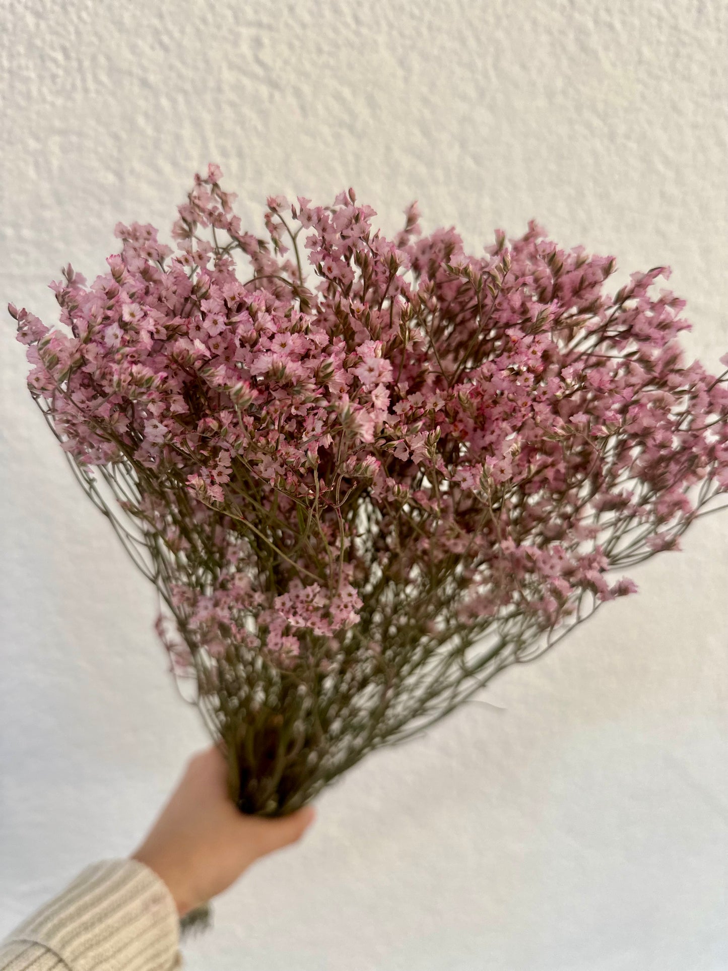 Trockenblumen Limonium violett