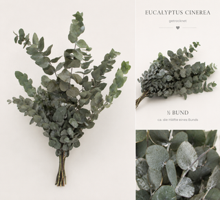 Konservierter Eukalyptus Cinerea – Grün