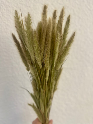 Trockenblume Polypogon Lagurus natur