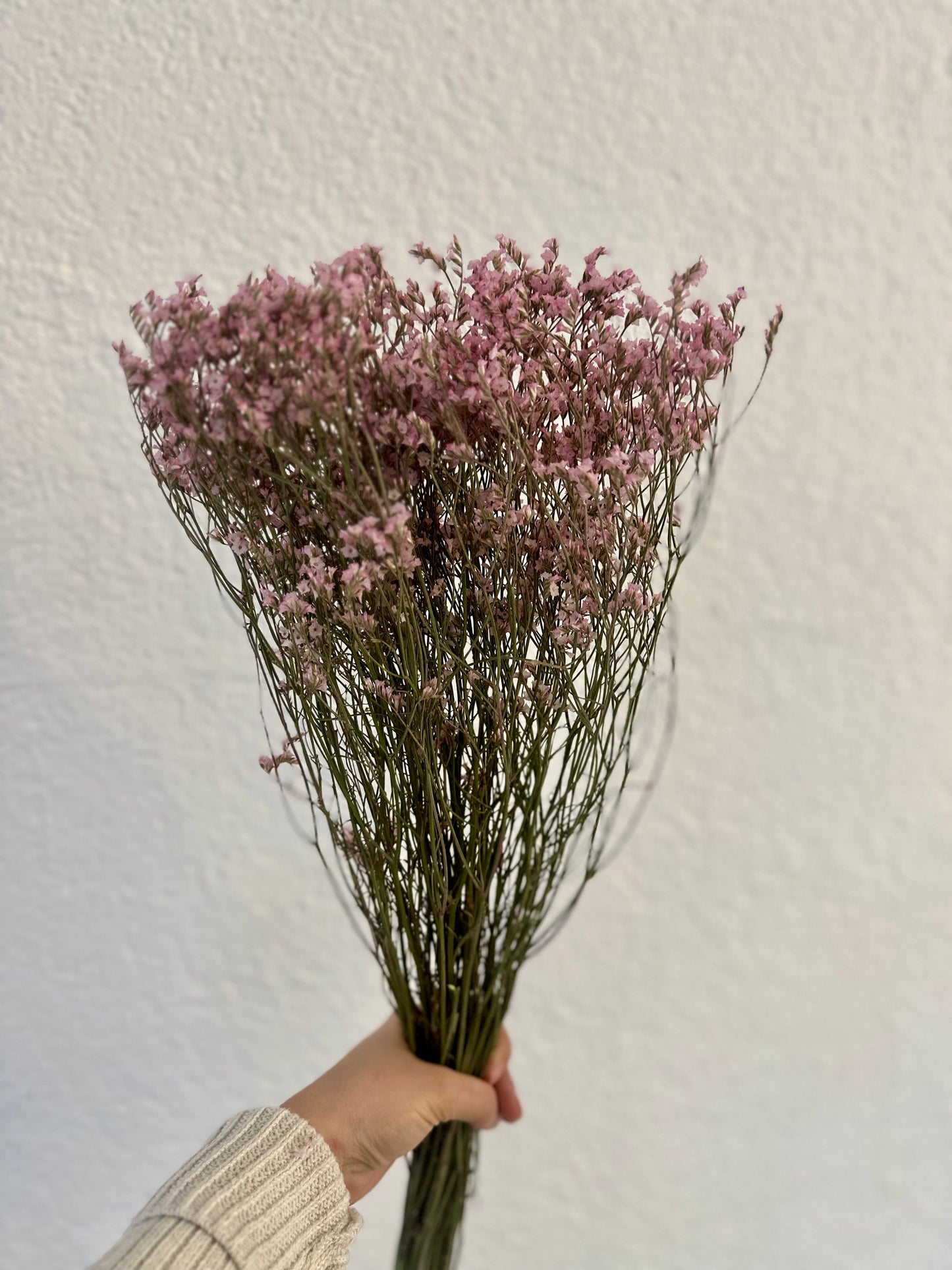 Trockenblumen Limonium violett