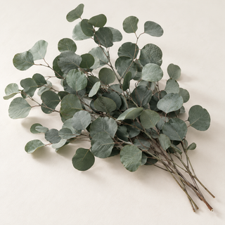 Eukalyptus Popolus konserviert – für DIY & Dekoration