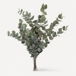 Konservierter Eukalyptus Cinerea – Grün