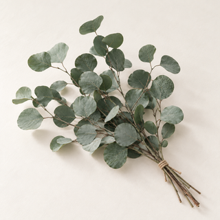 Eukalyptus Popolus konserviert – für DIY & Dekoration