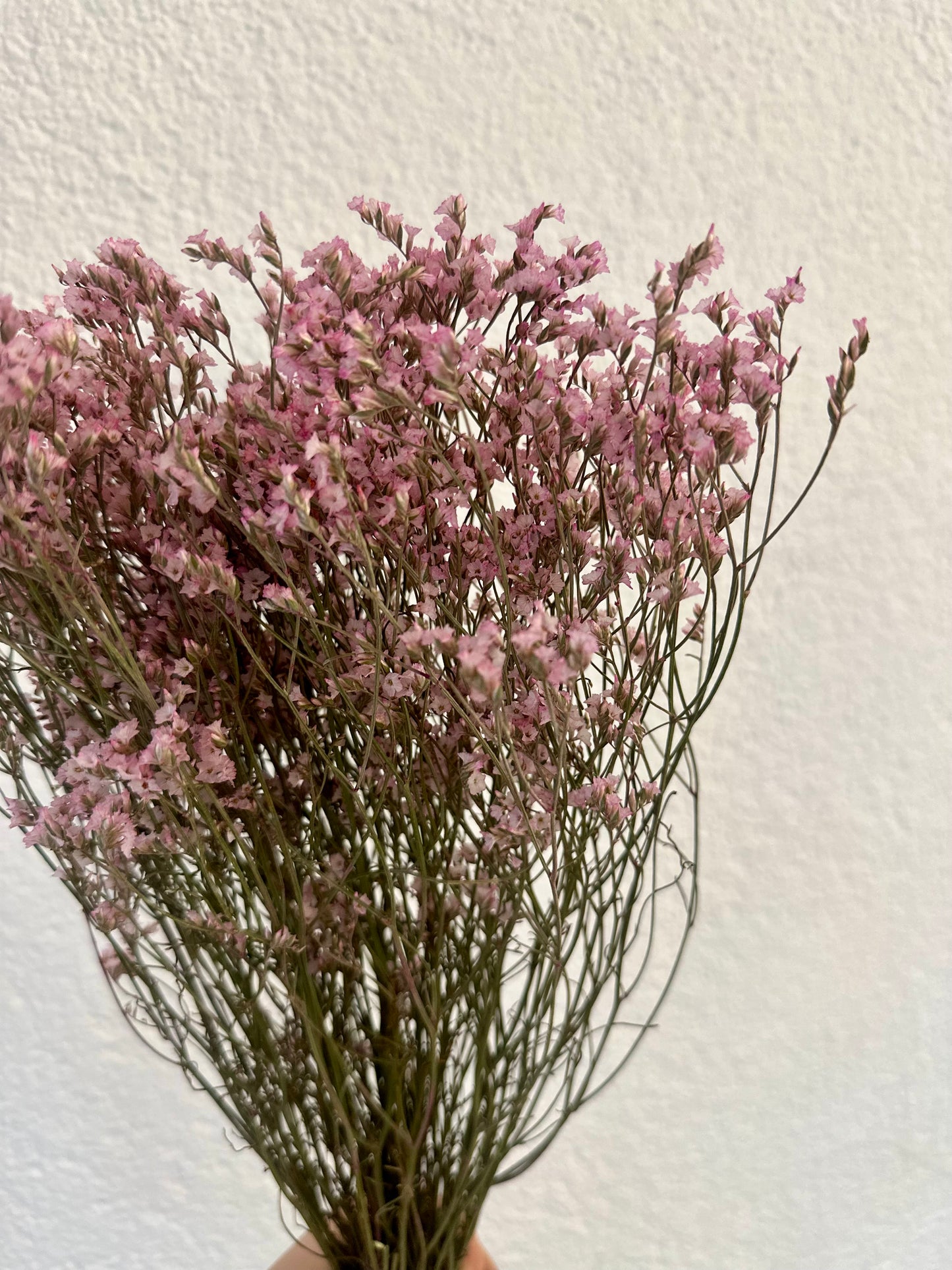 Trockenblumen Limonium violett