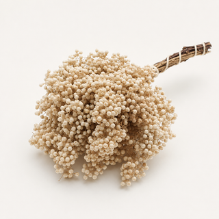 Getrocknete Pepperberries – Bleached | Creme
